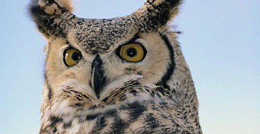 Owl Handling