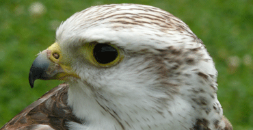 Full Day Falconry for Two