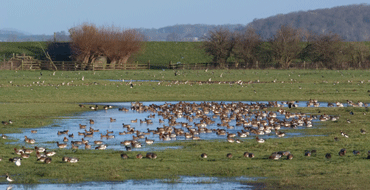 Wildfowl & Wetlands Trust Membership for Two