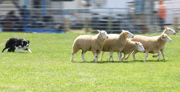 Introduction to Sheep Dog Handling for Two